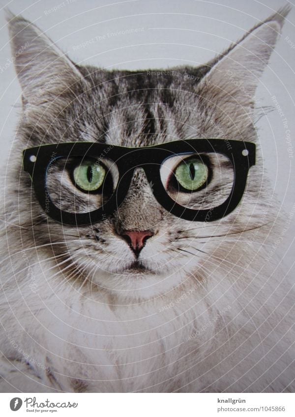 nerd Animal Pet Cat 1 Observe Communicate Looking Nerdy Smart Gray White Emotions Self-confident Uniqueness Creativity Whimsical Eyeglasses