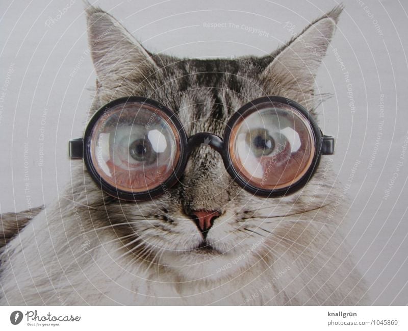 I don't think those glasses suit me! Animal Pet Cat 1 Observe Communicate Looking Exceptional Uniqueness Gray Black White Emotions Bizarre Whimsical Eyeglasses