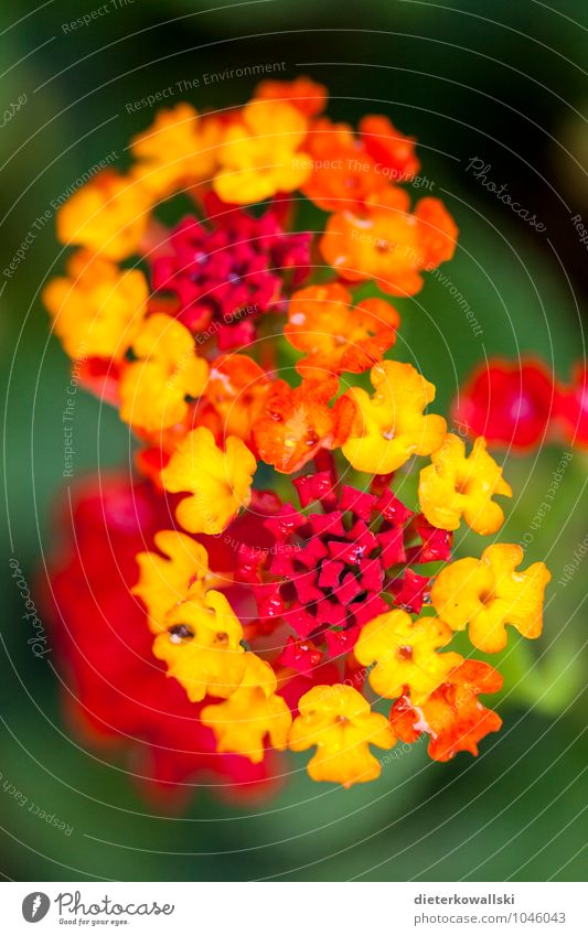 &#8734; Garden Plant Blossom Wild plant Exotic Illuminate Beautiful Yellow Red Majorca Flower Colour photo Exterior shot Day Shallow depth of field