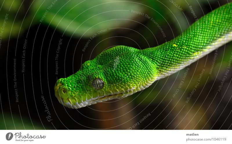 cantilever Plant Animal Snake Animal face Scales 1 Brown Green White Hover manual focus Colour photo Deserted Portrait photograph Animal portrait