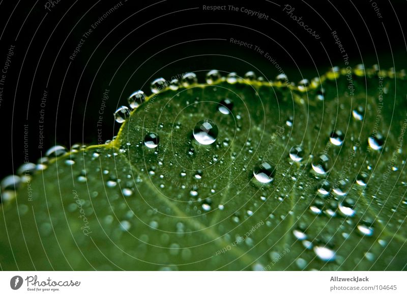 lotus effect Water Fluid Wet Liquid Leaf Plant Drops of water Hydrophobic Damp Rachis Vessel Stringer Fresh Macro (Extreme close-up) Close-up Beautiful