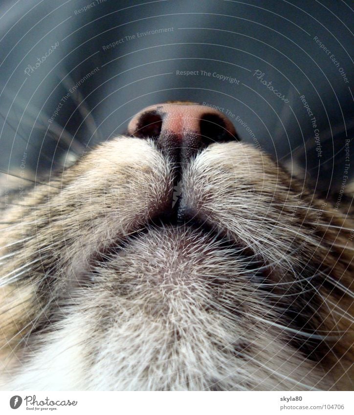 Marzipanäschen Cat Snout Whisker Pelt Lie Animal Pet Mammal Detail Cat's head cuddly Safety (feeling of) Front view Exhaustion Calm Love of animals