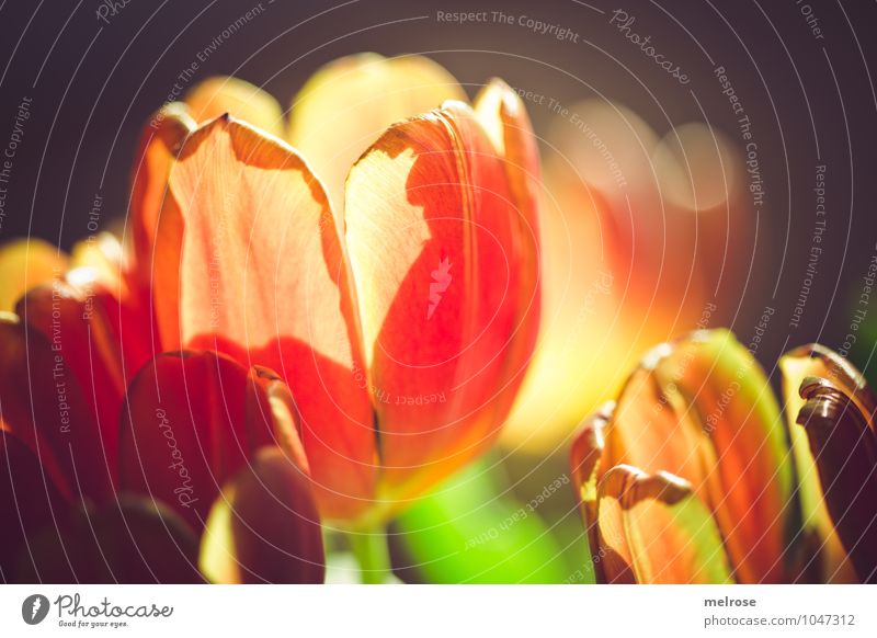 backlight Lifestyle Style Valentine's Day Mother's Day Spring Beautiful weather Flower Tulip Leaf Blossom Spring flowering plant bouquet of tulips Stalk Blur