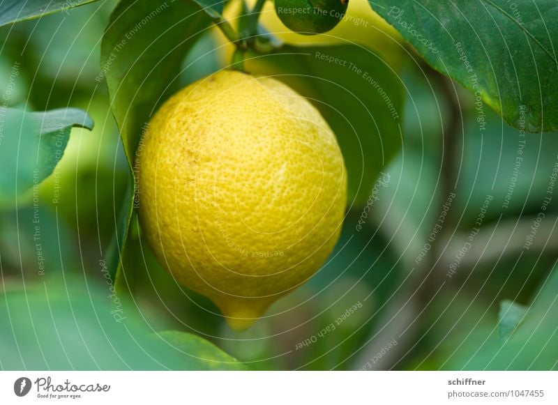 vitamin hand grenade Food Fruit Nature Plant Bushes Foliage plant Agricultural crop Exotic Sour Yellow Green Lemon Lemon juice Lemon tree Lemon yellow