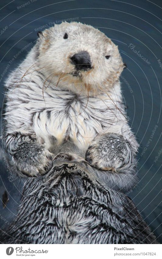 sea otter Exotic Joy Leisure and hobbies Hunting Vacation & Travel Tourism Adventure Dive Nature Water Drops of water Ocean Lake River Animal Pelt Zoo 1