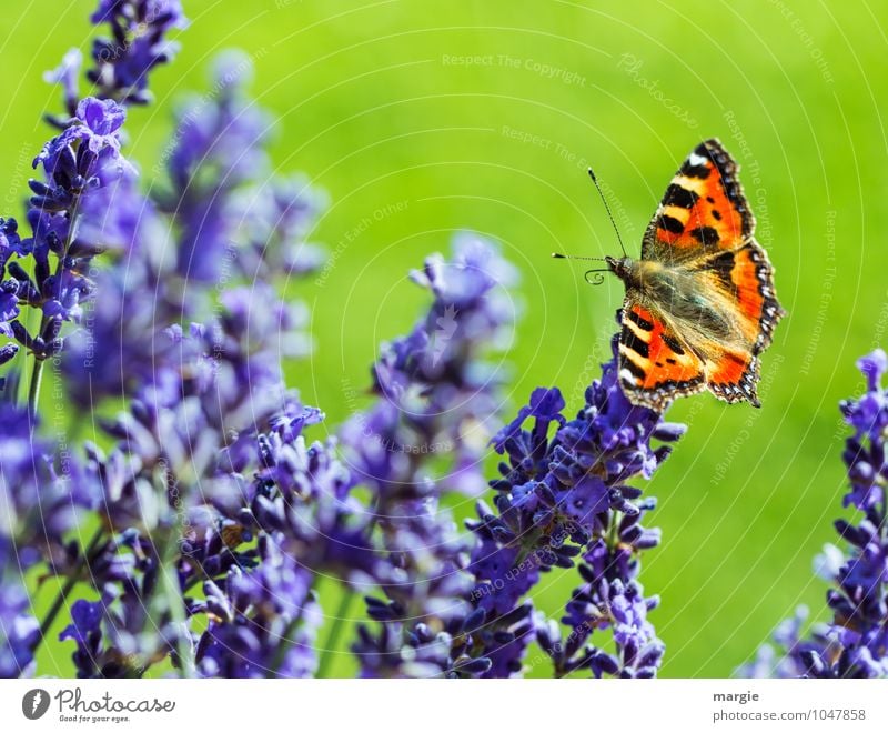 A butterfly on lavender flowers Environment Nature Plant Spring Summer Flower Grass Blossom Lavender Meadow Garden Animal Butterfly 1 Blossoming Flying