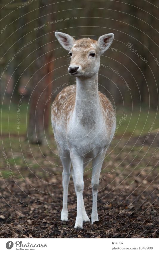 Dama Nature Animal Forest Wild animal Zoo Fallow deer 1 Observe Looking Natural Feminine Brown Love of animals Watchfulness Innocent Hind Colour photo
