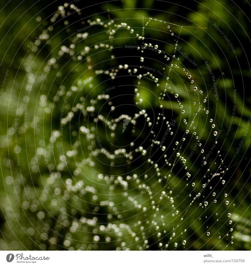 Rain at Spiderman's house Spider's web Drops of water Green Round Regular Construction Prey Macro (Extreme close-up) Close-up Net weaving spiders limb spiders