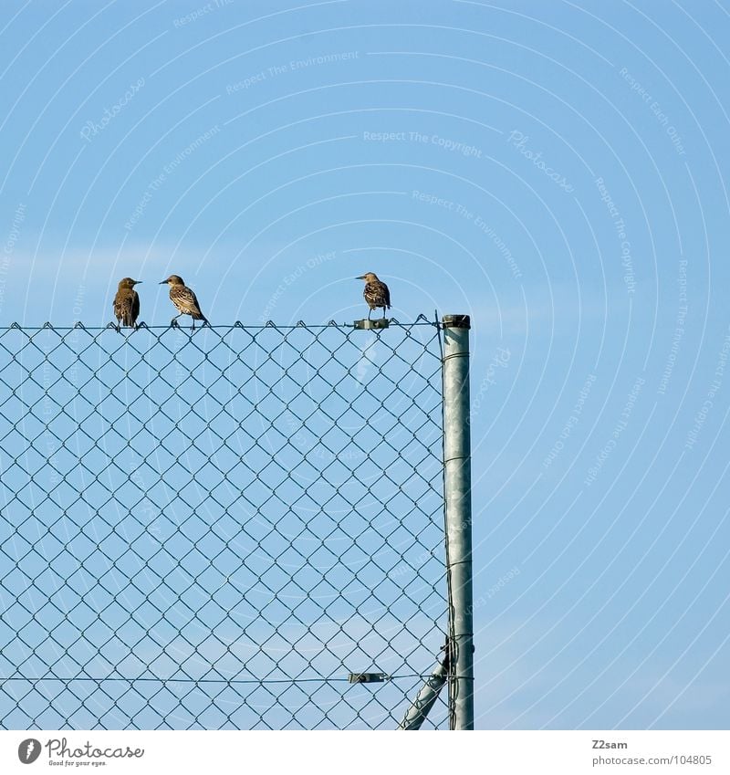 circle of friends Simple Graphic Bird Contentment Clouds Sky Animal 4 Friendship Relaxation Fence Wire netting fence Rod Nature Flying Cable Transmission lines