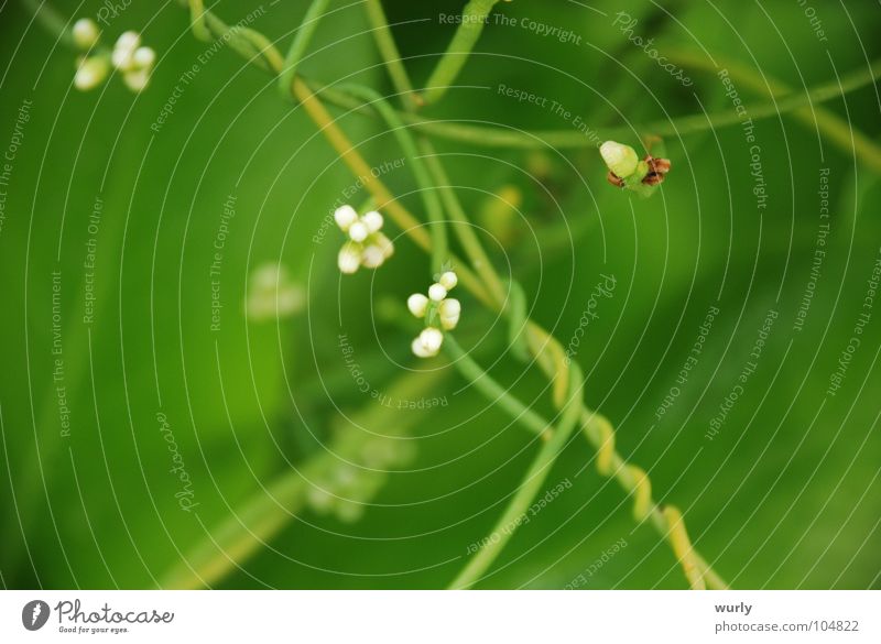 loops Beautiful Island Plant Flower Leaf Blossom Jewellery Rotate Embrace Green White Rotated Stalk Wire Maldives Swirl ruffle curling noose gobbled Distorted