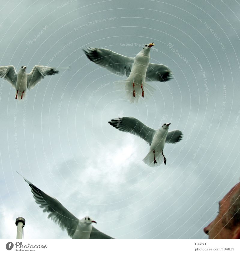 gullattack Attack Antagonism Bird Seagull Poultry Heavenly Column Flagpole Light blue Gray Dreary Clouds Bad weather Man Freckles Feeding Crumbs Catch Beak