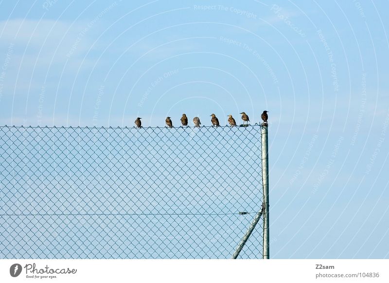 hau di hera, sama mera! Simple Graphic Bird Contentment Clouds Sky Animal 4 Friendship Relaxation Fence Wire netting fence Rod Multiple 8 Nature Flying Cable