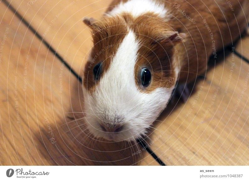 inquisitiveness Animal Pet Animal face Zoo Petting zoo Guinea pig smooth hair Pelt Muzzle Eyes Whisker 1 Looking Brash Bright Small Funny Curiosity Cute Soft