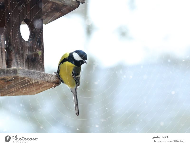 Great tit in winter Animal Wild animal Bird Tit mouse Songbirds 1 Observe To feed Freeze Feeding Looking Sit Esthetic Beautiful Cold Cute Yellow Black White