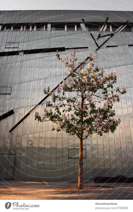 hot and cold Berlin Tree Wall (building) Metal Tin Blossom Blossoming Spring Physics Cold Gray Brown Window Grief Remember Exterior shot Wide angle
