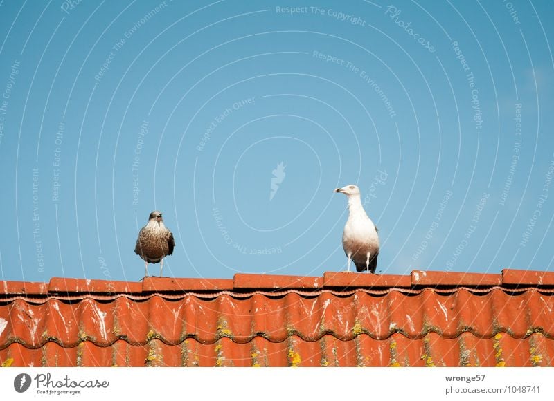 roof decoration Roof first Animal Wild animal Bird Seagull 2 Curiosity Blue Red White Watchfulness Interest Nerviness Tiled roof Brick red Cloudless sky