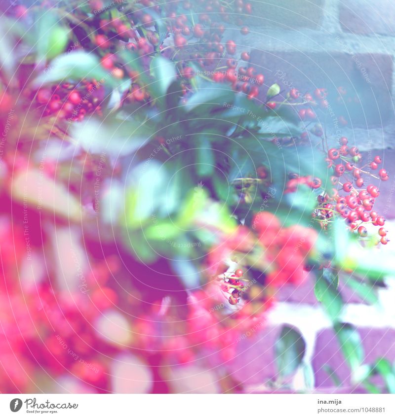 Red Berries Environment Nature Plant Summer Autumn Flower Bushes Leaf Foliage plant Wild plant Blossoming Fragrance Exotic Fresh Green White Round Fruit