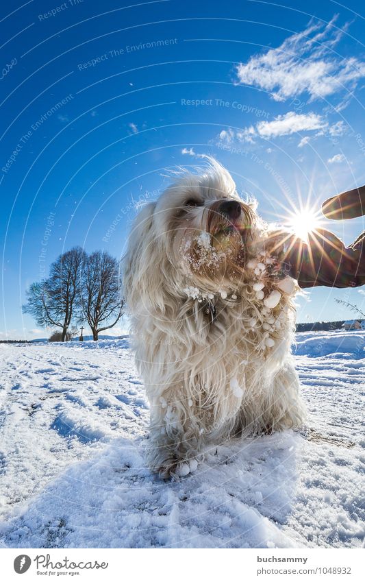 handshake Sun Winter Friendship Animal Clouds Tree Pelt Long-haired Pet Dog Paw 1 Sign Together Cold Small Blue White Responsibility Attentive bishop Handshake