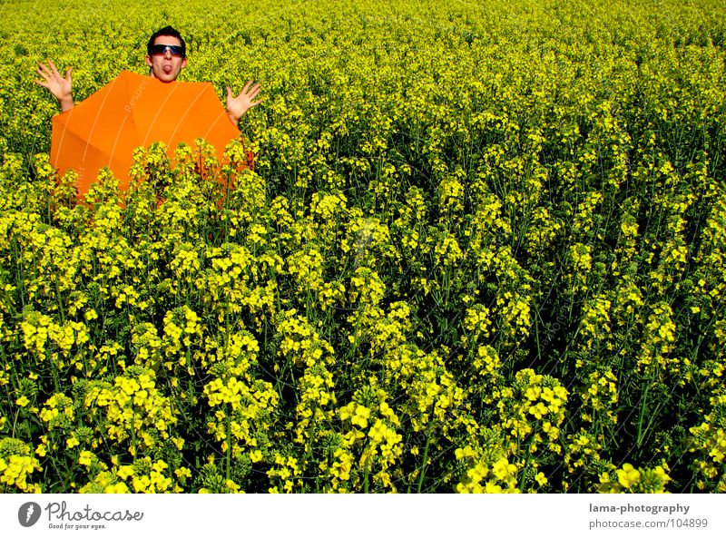 Boredom in good weather To enjoy Sunbathing Calm Dream Lie Summer Canola Canola field Field Meadow Agriculture Spring Jump Ear of corn Yellow Flower Relaxation