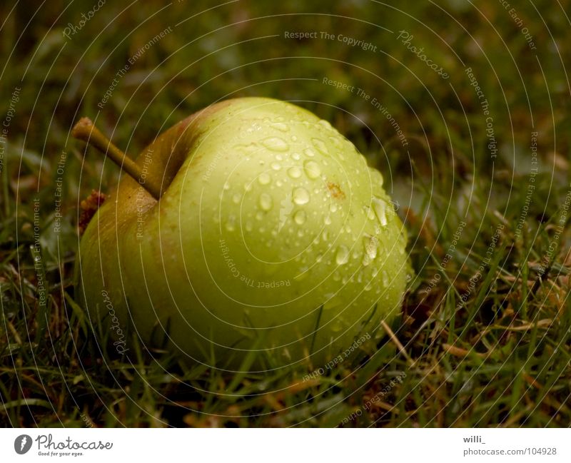 the apple does not fall far from trunk I Green Meadow Wet Grass Thanksgiving Fresh Juicy Fruit Macro (Extreme close-up) Close-up Apple Drops of water Rain