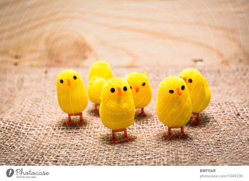 maverick Animal Chick Group of animals Together Cute Willpower Brave Agreed Love of animals Tolerant Curiosity Joy Kitsch Competition Moral Perspective Protest