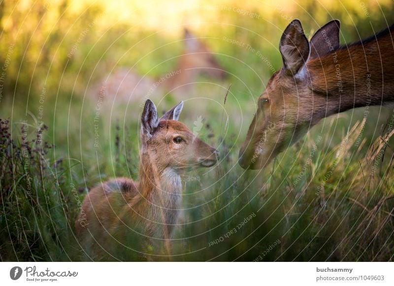 CARE Child Mother Adults Nature Animal Grass Meadow Forest Wild animal 1 Group of animals Love Brown Green Protection deer youthful fawn fawns Roe deer sunshine