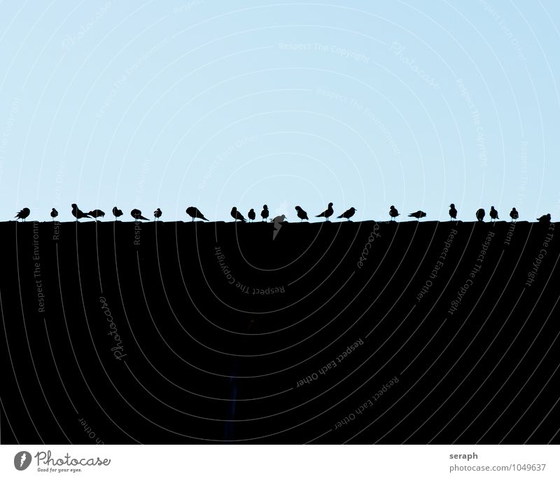 Flock of seagulls Seagull Bird Position House (Residential Structure) Roof Individual Flock of birds Outline Silhouette Beak belarus Sit Row Observe Contour