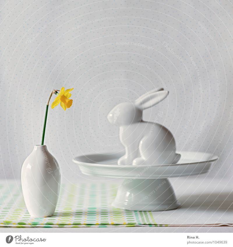 EasterStill Crockery Flower Bright Narcissus Wild daffodil Still Life Vase Hare & Rabbit & Bunny Easter Bunny Decoration Cake plate Tablecloth Square Opposite