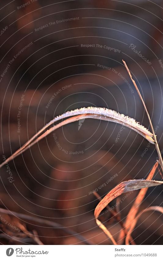 a blade of grass in warm afternoon light on a cold winter day Hoar frost winter cold chill Ice Frost Wild plant Domestic hot and cold Freeze coldly caught
