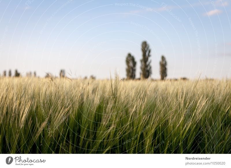 barley Agriculture Forestry Nature Landscape Sky Summer Beautiful weather Plant Tree Agricultural crop Field Growth Moody Barley Barleyfield Barley ear