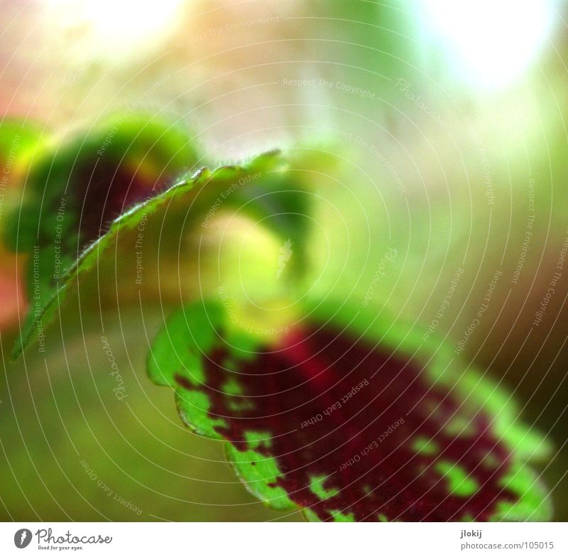 In Dragon's Garden Plant Ornamental plant Growth Blur Corner Zigzag Green Red Pattern Planning Nature Leaf Biology Background picture Movement Elegant Delicate