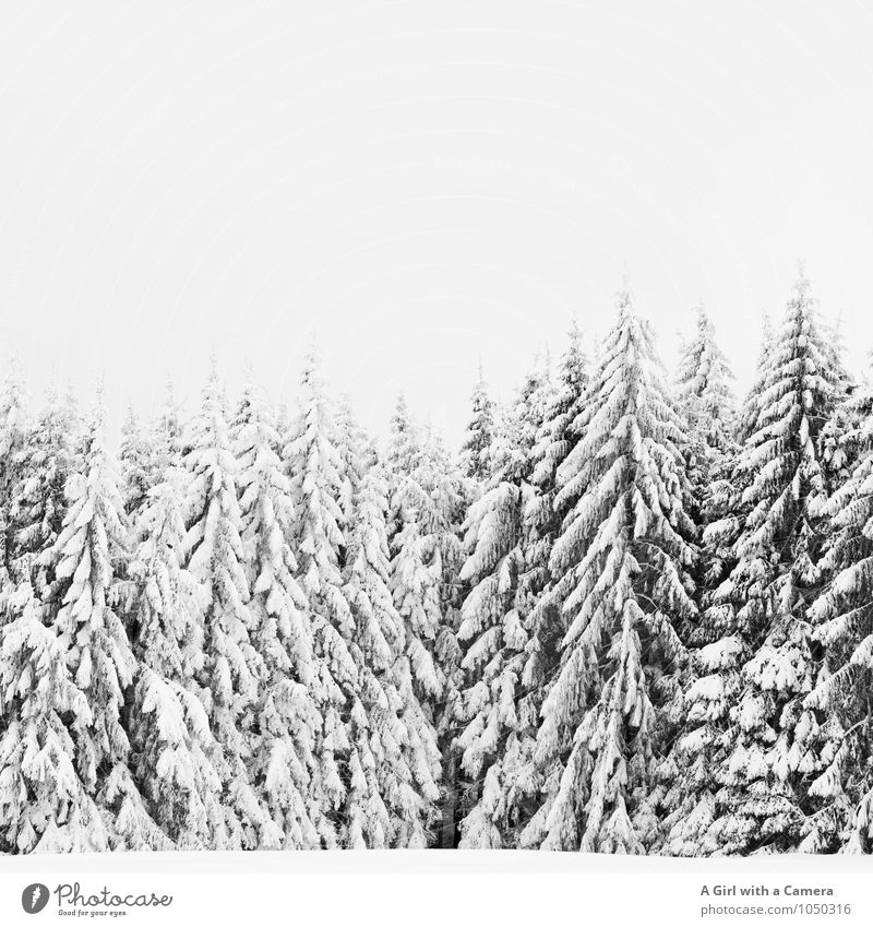 not just fleetingly so Environment Nature Landscape Plant Winter Bad weather Snow Tree Forest Cold Beautiful Covered Idyll Winter forest Black & white photo