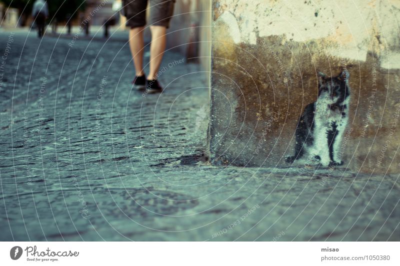 a little cat is sitting in wait on the wall. Summer Painter Keeper Human being Masculine Man Adults Legs 1 Graffiti Town Wall (barrier) Wall (building) Street