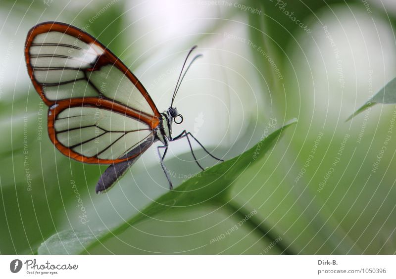 little butterfly Nature Spring Butterfly Wing 1 Animal Spring fever Calm Wellness Colour photo Interior shot Close-up Shallow depth of field Animal portrait
