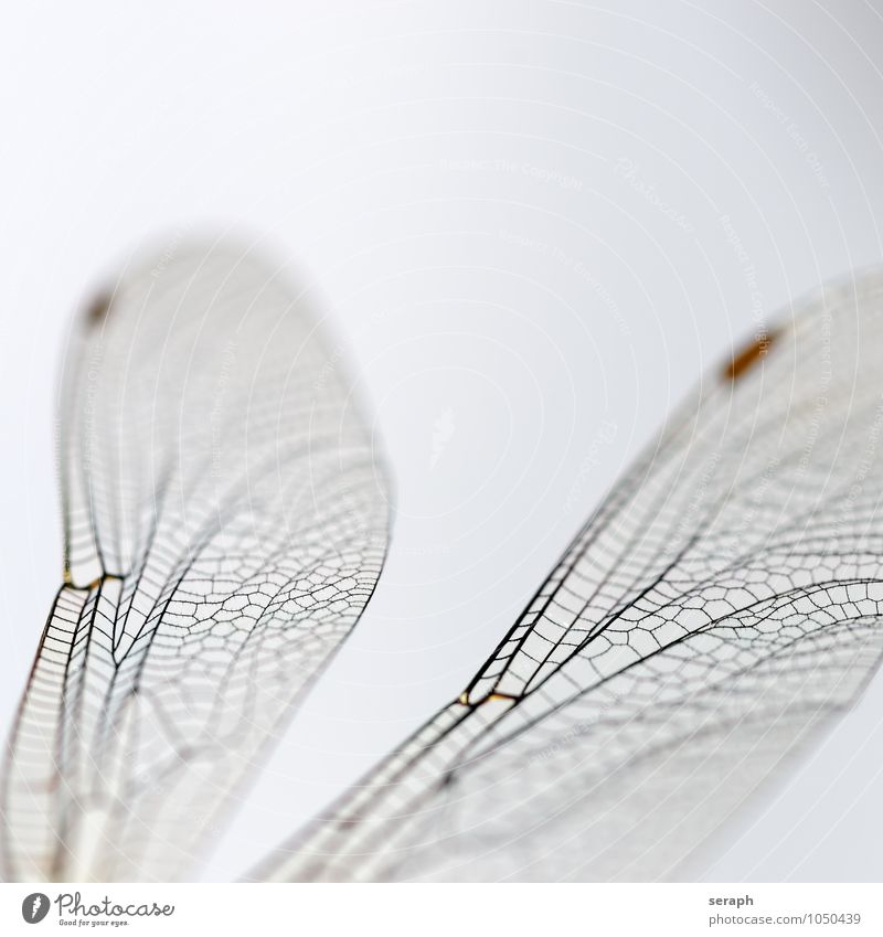 Dragonfly Insect Bug Flying Nature wildlife Animal Wing Living thing Close-up Macro (Extreme close-up) Fragile Transparent Chitin Environment Near fauna Natural