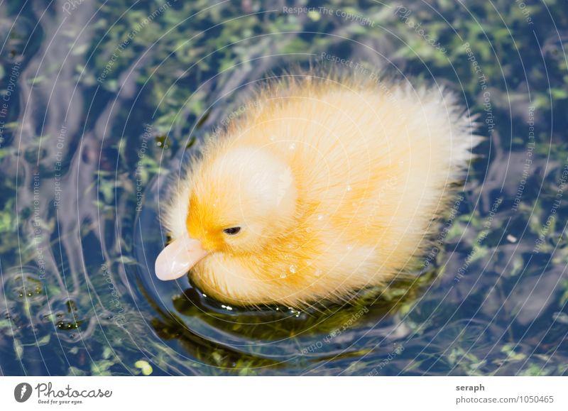 Duckling Chick Bird plumage fowl Feather Ornithology Ocean Animal Pond Lake Wing Wild Nature Baby animal Small Sweet Cute Maritime Newborn Soft Fluffy