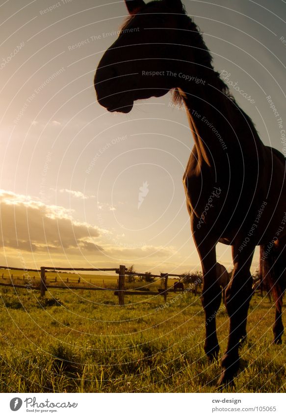 Come to where the flavour is VIII Horse's bite Foliage plant Tear open Enclosure Western Sunset Glare effect Dazzle Horse sausage Meadow Flower White Green