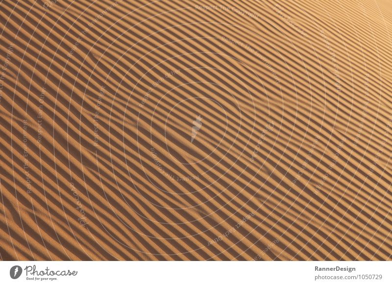 Desert Structure Landscape Earth Sand "Wahiba Desert Oman" Warm-heartedness Contentment Loneliness Colour photo Exterior shot Pattern Structures and shapes