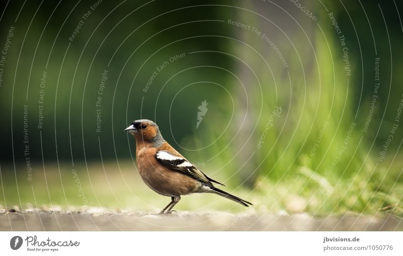 Chaffinch Nature Animal Wild animal Bird 1 Looking Stand Wait Colour photo Exterior shot Deserted Copy Space top Day Sunlight Central perspective