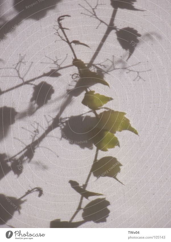 vine leaves Vine leaf White Green Translucent Tendril Summer Umbrella Shadow