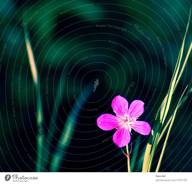 little flowers Beautiful Nature Plant Flower Grass Blossom Meadow Green Pink Loneliness Blade of grass Blossom leave blablabla Colour photo Copy Space top Day