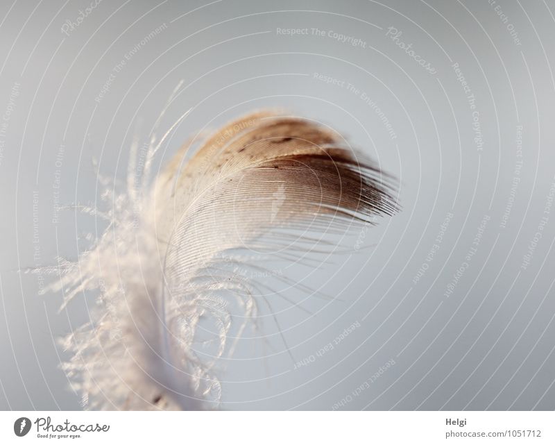 filigree Feather Esthetic Simple Beautiful Uniqueness Small Natural Soft Brown Gray White Nature Arrangement Transience Delicate Easy Ease Colour photo