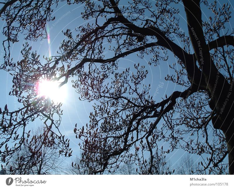 Sun through Magnolia Light Tree Magnolia plants Branch Sky Blue