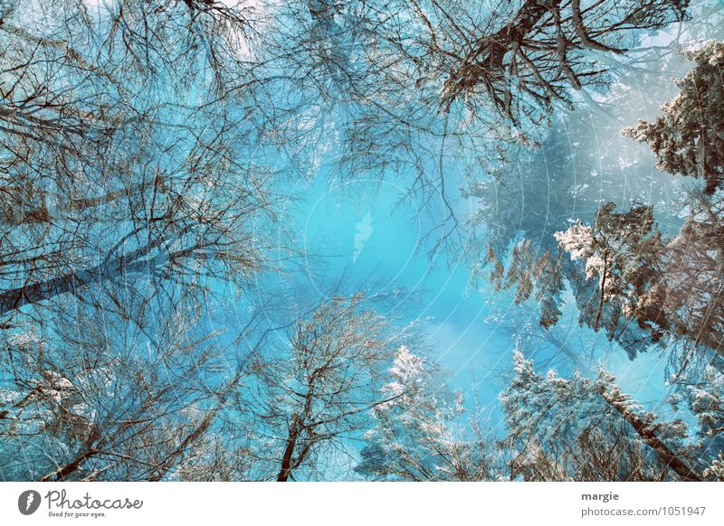 The magic of winter: a view into snow trees Environment Nature Sky Winter Climate Ice Frost Snow Snowfall Tree Tree trunk Mixed forest Forest Winter forest