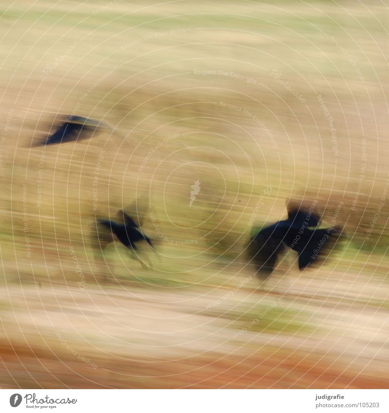 crows Crow Bird Raven birds 3 Blur Animal Colour Power Force Flying Movement Dynamics Aviation Wing Nature