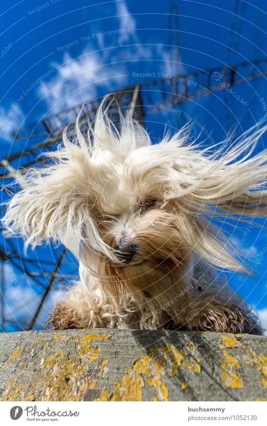 Energy charged Energy industry Renewable energy Animal Pet Dog Pelt 1 Concrete Blue White Perspective Colour photo Exterior shot Deserted Copy Space top Day