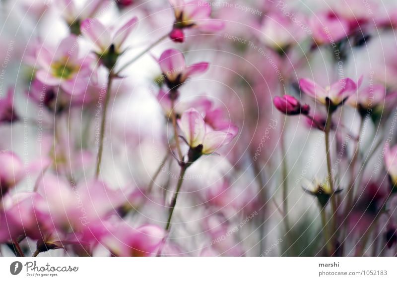 spring in desire Nature Landscape Plant Spring Summer Flower Wild plant Pink White Garden Blossoming Blossom leave Colour photo Exterior shot Close-up Detail