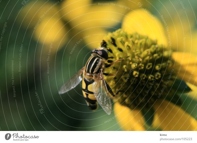 hoverfly Insect Animal Blossom Sprinkle To feed Suck Summer Spring Bee Wasps Yellow Fly Garden nurture sb. Flying Wing