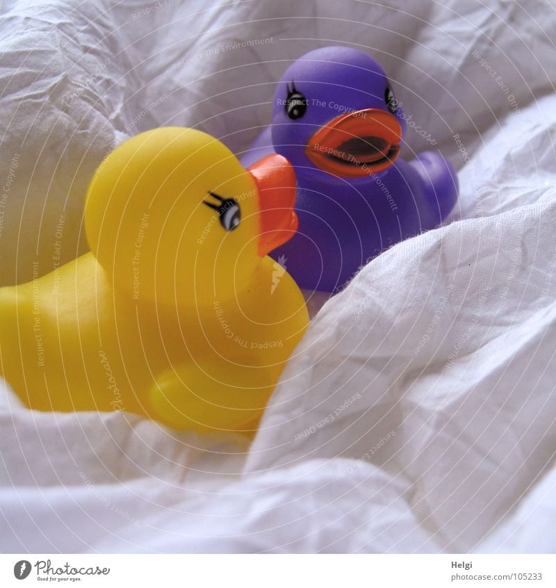 a yellow and a purple squeaky duck sit in the fabric Squeak duck Beak Eyelash Quack 2 Soft Bed Cloth Folded Yellow Violet White Playing Toys Bathroom Joy Duck