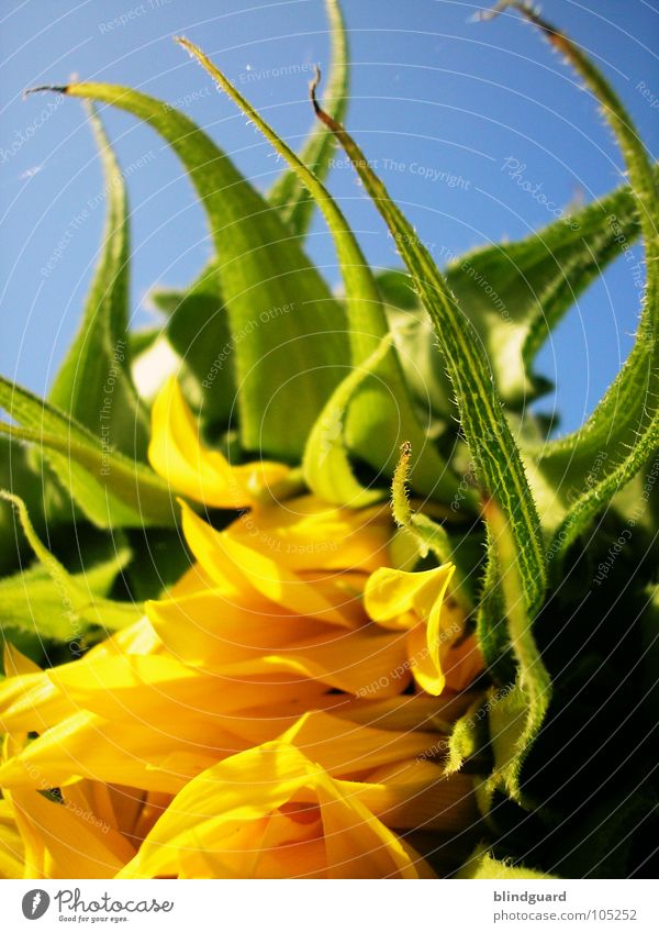 blossoming Sunflower Bulb Blossom Green Plant Biology Gardener Summer Perspective Tendril Flourish Growth Yellow Occur Blossoming Deploy Sunflower oil Park